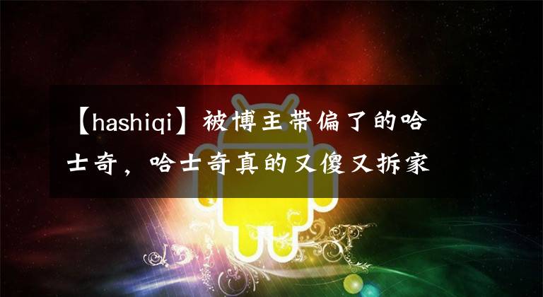 【hashiqi】被博主带偏了的哈士奇，哈士奇真的又傻又拆家？二哈不背二货锅