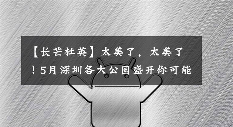 【长芒杜英】太美了,太美了!5月深圳各大公园盛开你可能见过却不认识的花!