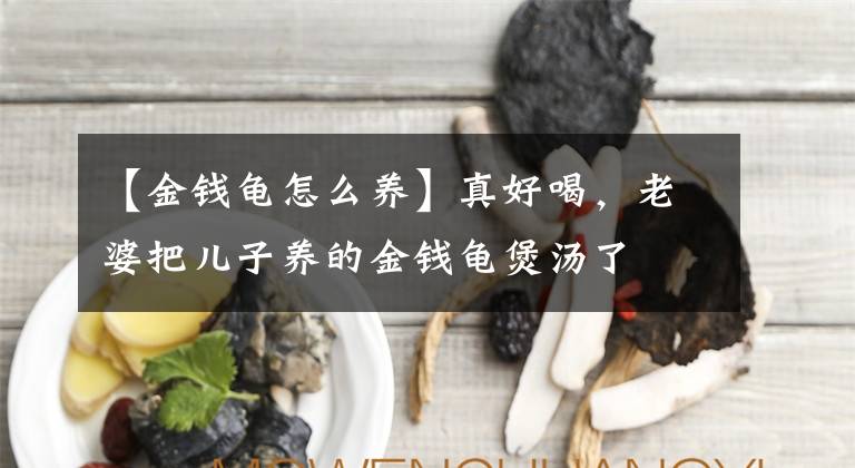 【金钱龟怎么养】真好喝，老婆把儿子养的金钱龟煲汤了