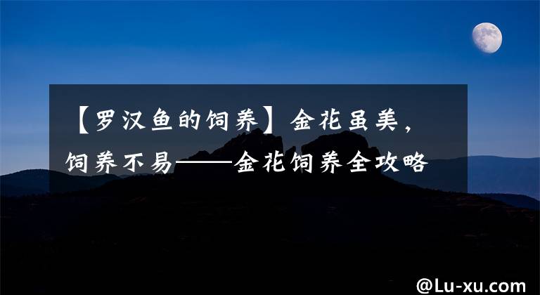 【罗汉鱼的饲养】金花虽美，饲养不易——金花饲养全攻略