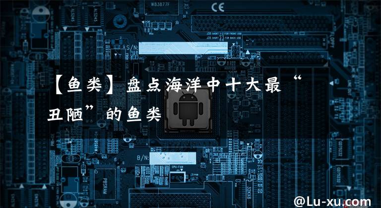 【鱼类】盘点海洋中十大最“丑陋”的鱼类