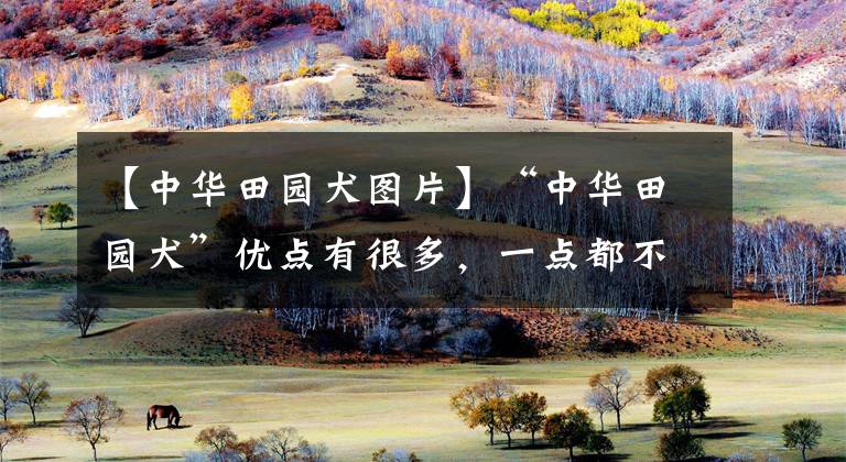 【中华田园犬图片】“中华田园犬”优点有很多,一点都不比宠物狗差