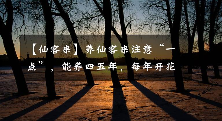 【仙客来】养仙客来注意“一点”，能养四五年，每年开花大半年，仙气十足