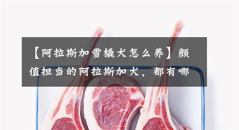 【阿拉斯加雪橇犬怎么养】颜值担当的阿拉斯加犬，都有哪些优缺点呢？