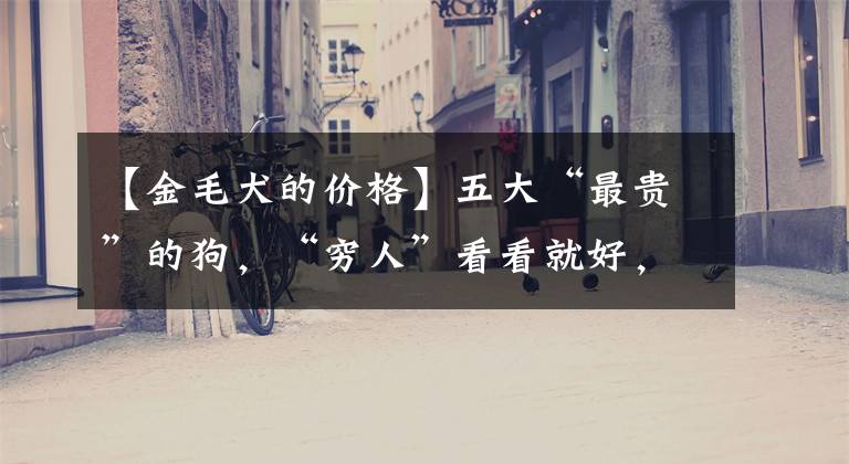 【金毛犬的价格】五大“最贵”的狗,“穷人”看看就好,真心养不起