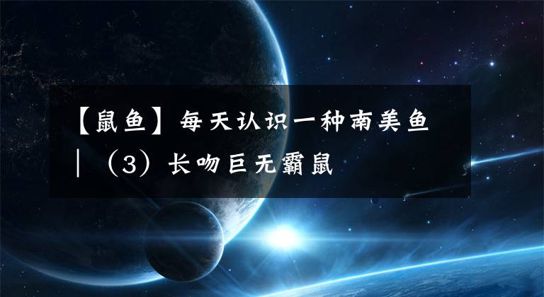【鼠鱼】每天认识一种南美鱼｜（3）长吻巨无霸鼠