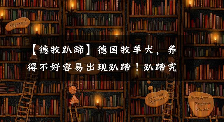 【德牧趴蹄】德国牧羊犬，养得不好容易出现趴蹄！趴蹄究竟是怎么造成的？