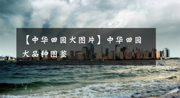 【中华田园犬图片】中华田园犬品种图鉴