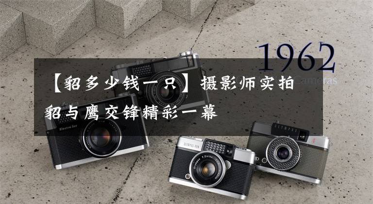 【貂多少钱一只】摄影师实拍貂与鹰交锋精彩一幕