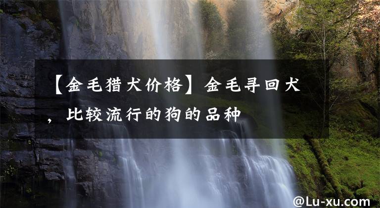 【金毛猎犬价格】金毛寻回犬，比较流行的狗的品种