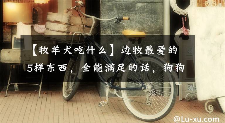 【牧羊犬吃什么】边牧最爱的5样东西,全能满足的话,狗狗会“爱死”你的