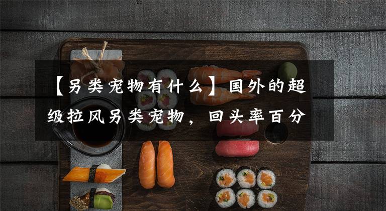 【另类宠物有什么】国外的超级拉风另类宠物，回头率百分百