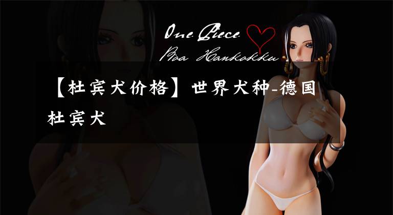 【杜宾犬价格】世界犬种-德国杜宾犬