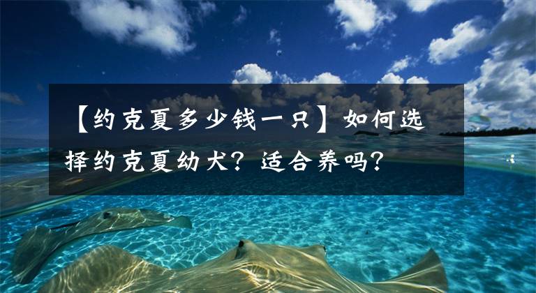 【约克夏多少钱一只】如何选择约克夏幼犬？适合养吗？