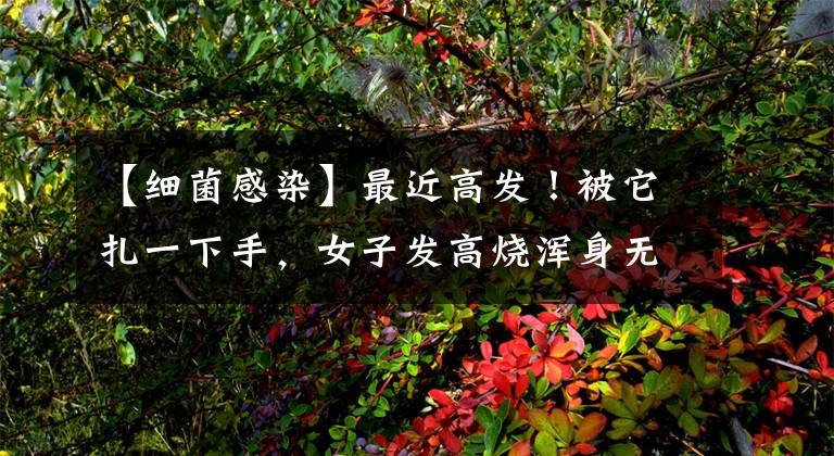 【细菌感染】最近高发!被它扎一下手,女子发高烧浑身无力,严重细菌感染……