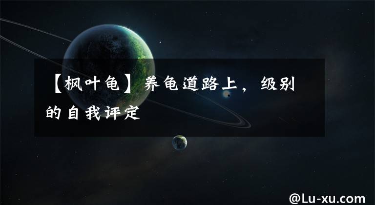 【枫叶龟】养龟道路上，级别的自我评定