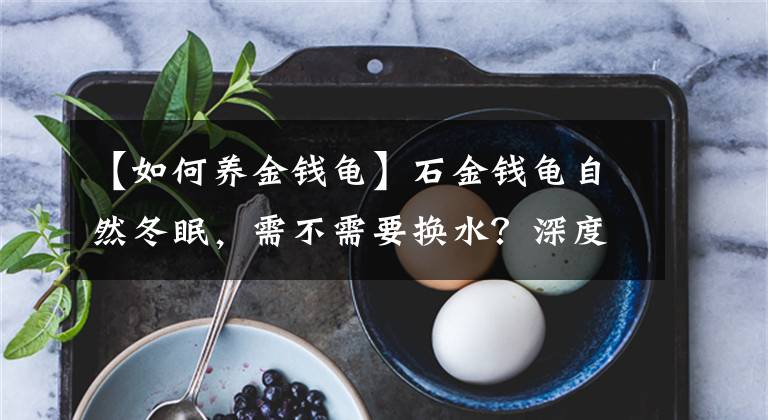【如何养金钱龟】石金钱龟自然冬眠,需不需要换水?深度冬眠时,需要注意什么?