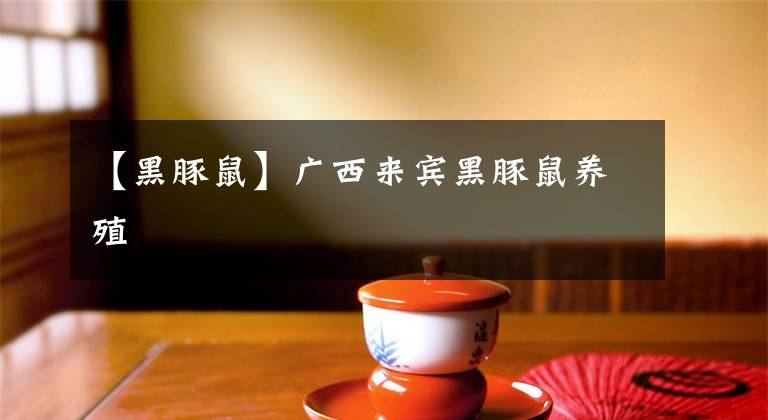 【黑豚鼠】广西来宾黑豚鼠养殖