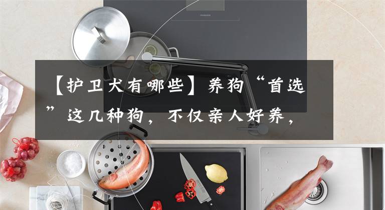 【护卫犬有哪些】养狗“首选”这几种狗，不仅亲人好养，还不易生病