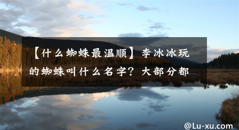 【什么蜘蛛最温顺】李冰冰玩的蜘蛛叫什么名字？大部分都很温顺。