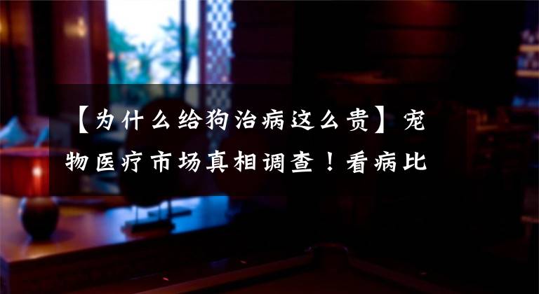 【为什么给狗治病这么贵】宠物医疗市场真相调查!看病比人贵,医生差距大。