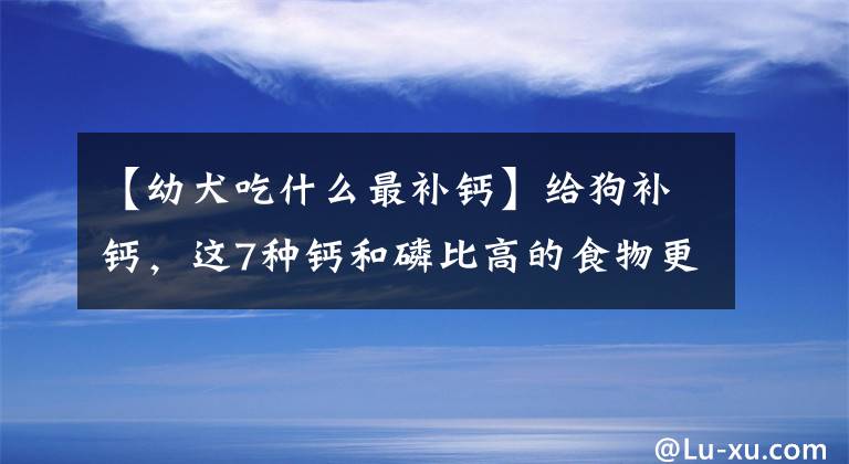 【幼犬吃什么最补钙】给狗补钙，这7种钙和磷比高的食物更好，都是常见的食物