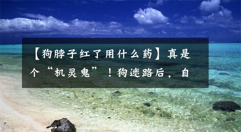 【狗脖子红了用什么药】真是个“机灵鬼”！狗迷路后，自己找派出所“举报”