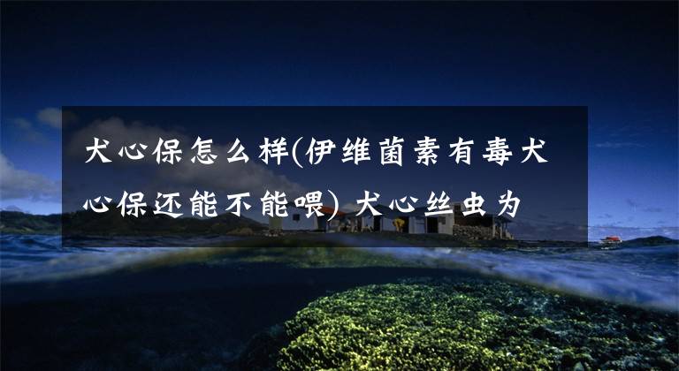 犬心保怎么样(伊维菌素有毒犬心保还能不能喂) 犬心丝虫为什么不能用伊维菌素