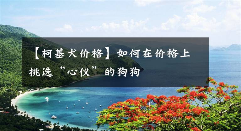 【柯基犬价格】如何在价格上挑选“心仪”的狗狗