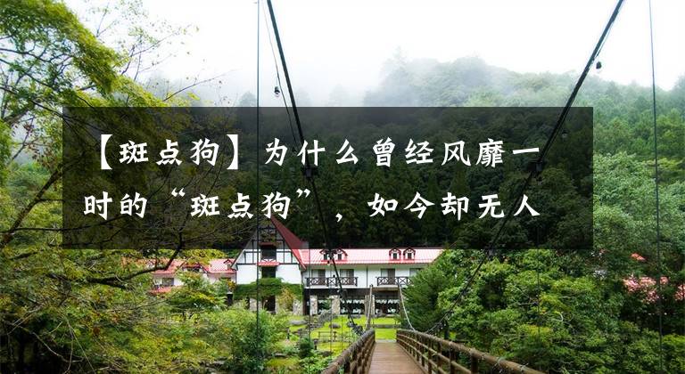 【斑点狗】为什么曾经风靡一时的“斑点狗”,如今却无人问津呢?