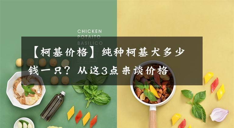 【柯基价格】纯种柯基犬多少钱一只？从这3点来谈价格