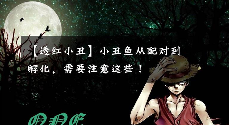 【透红小丑】小丑鱼从配对到孵化,需要注意这些!