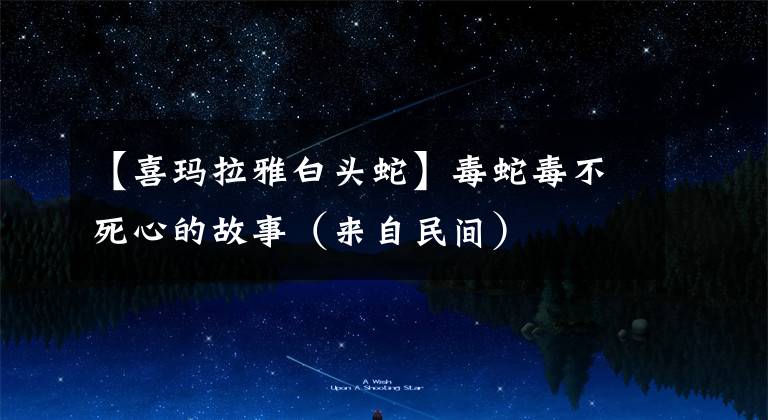 【喜玛拉雅白头蛇】毒蛇毒不死心的故事（来自民间）