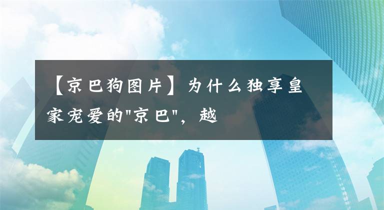 【京巴狗图片】为什么独享皇家宠爱的"京巴"，越来越少人养？