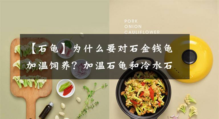 【石龟】为什么要对石金钱龟加温饲养?加温石龟和冷水石龟有什么区别?