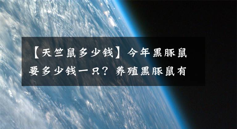 【天竺鼠多少钱】今年黑豚鼠要多少钱一只？养殖黑豚鼠有什么优势？经济价值有哪些