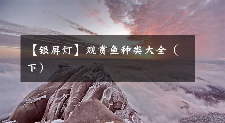 【银屏灯】观赏鱼种类大全（下）