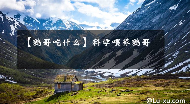 【鹩哥吃什么】科学喂养鹩哥