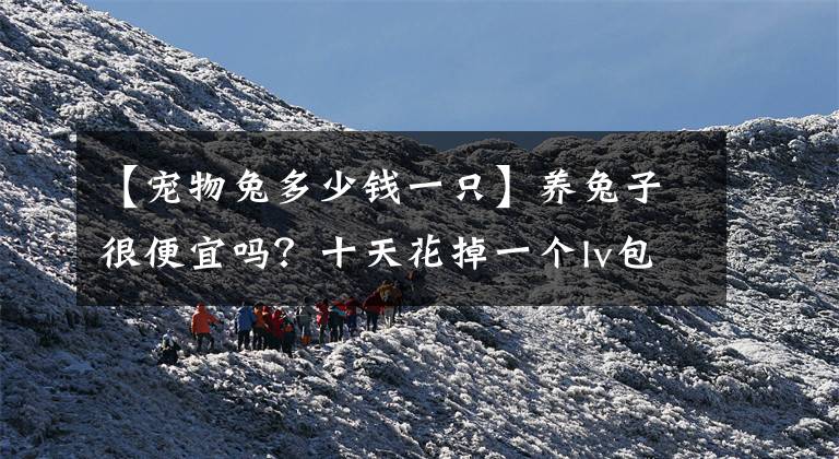 【宠物兔多少钱一只】养兔子很便宜吗?十天花掉一个lv包的钱