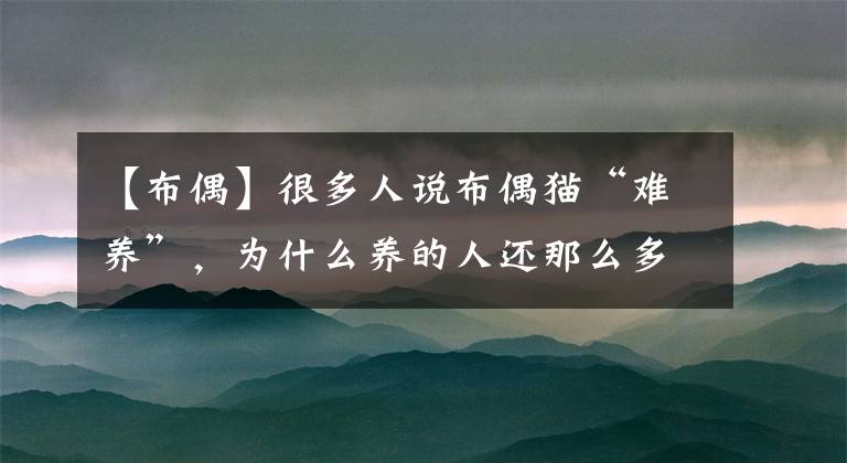 【布偶】很多人说布偶猫“难养”，为什么养的人还那么多？