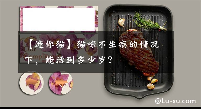 【迷你猫】猫咪不生病的情况下，能活到多少岁？
