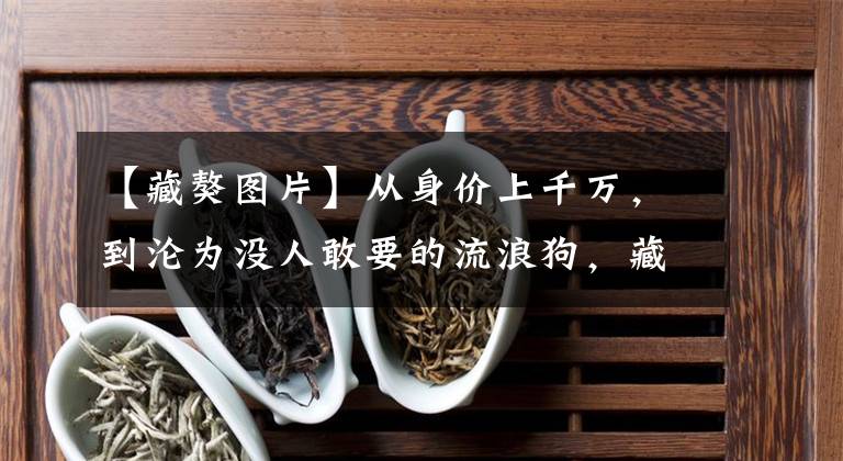 【藏獒图片】从身价上千万，到沦为没人敢要的流浪狗，藏獒泡沫是怎么破灭的？