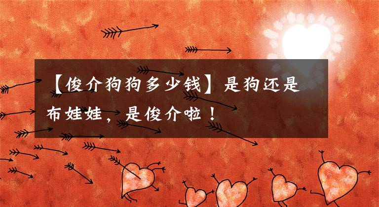 【俊介狗狗多少钱】是狗还是布娃娃，是俊介啦！