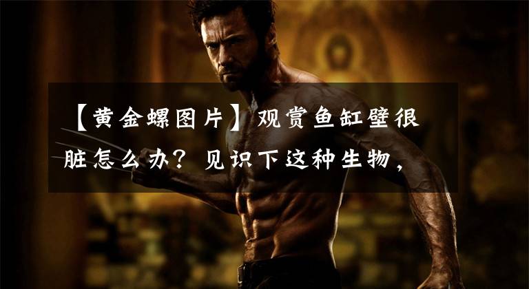 【黄金螺图片】观赏鱼缸壁很脏怎么办？见识下这种生物，生物控藻之螺类奥秘