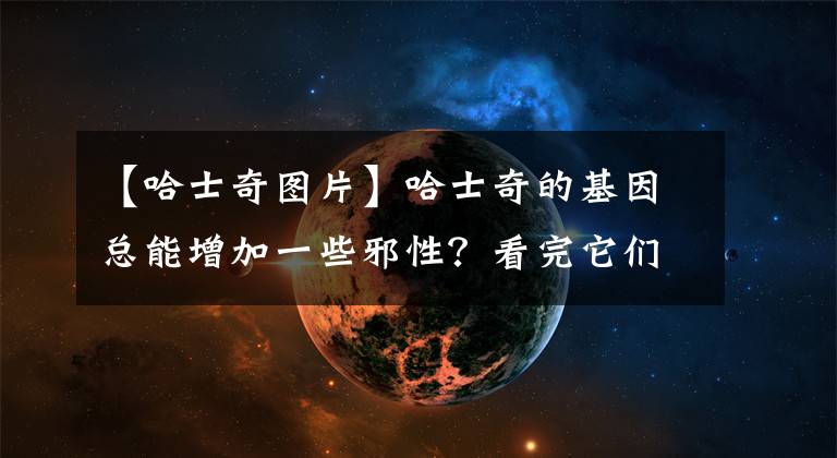 【哈士奇图片】哈士奇的基因总能增加一些邪性?看完它们你就知道为什么了