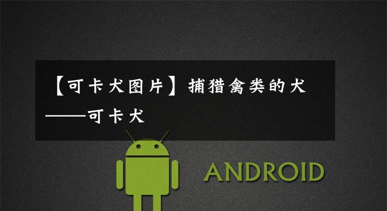 【可卡犬图片】捕猎禽类的犬——可卡犬