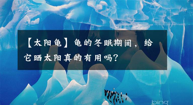 【太阳龟】龟的冬眠期间,给它晒太阳真的有用吗?
