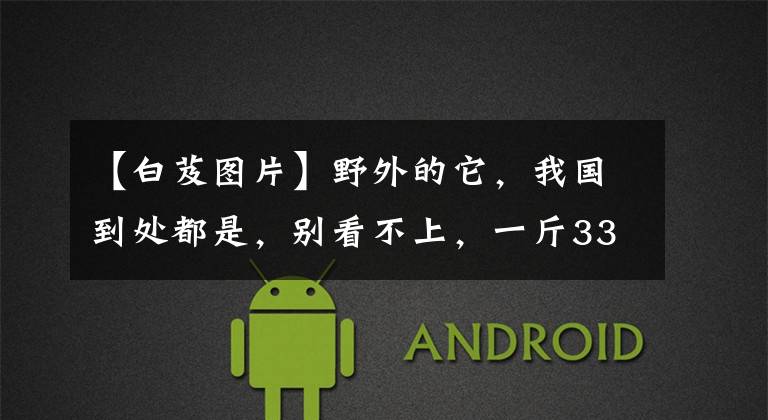 【白芨图片】野外的它，我国到处都是，别看不上，一斤33元，农人靠它发家