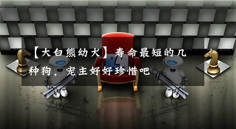 【大白熊幼犬】寿命最短的几种狗，宠主好好珍惜吧