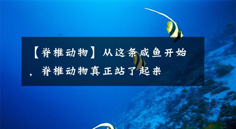 【脊椎动物】从这条咸鱼开始,脊椎动物真正站了起来
